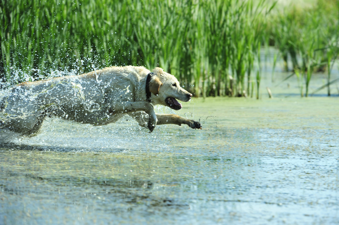 Leptospirosis: Contagious bacterial disease, all dogs susceptible