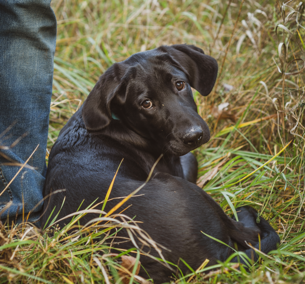 Mud river top dog products
