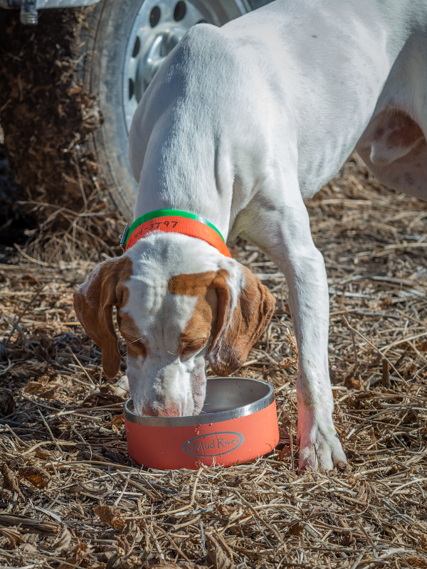 Mud River Stainless Dog Bowl