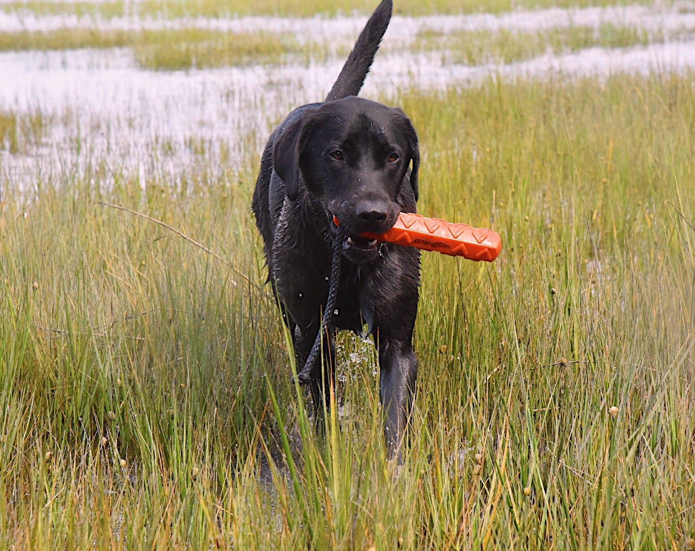 Rabid Wildlife: Protecting your Dog and Yourself from Rabies – Boyt Harness