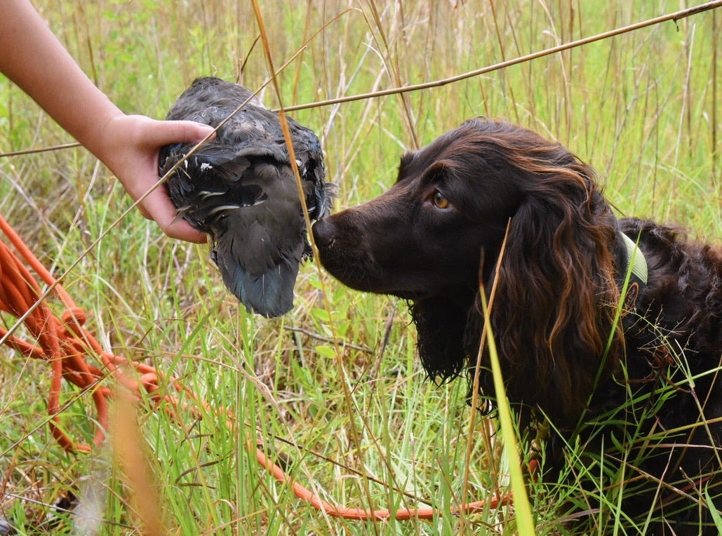 Mold Ingestion Causes Toxic Tremors in Canines