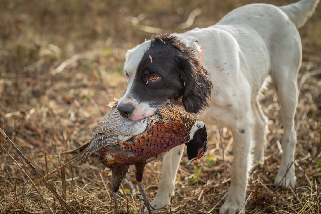 Canine Lyme Disease