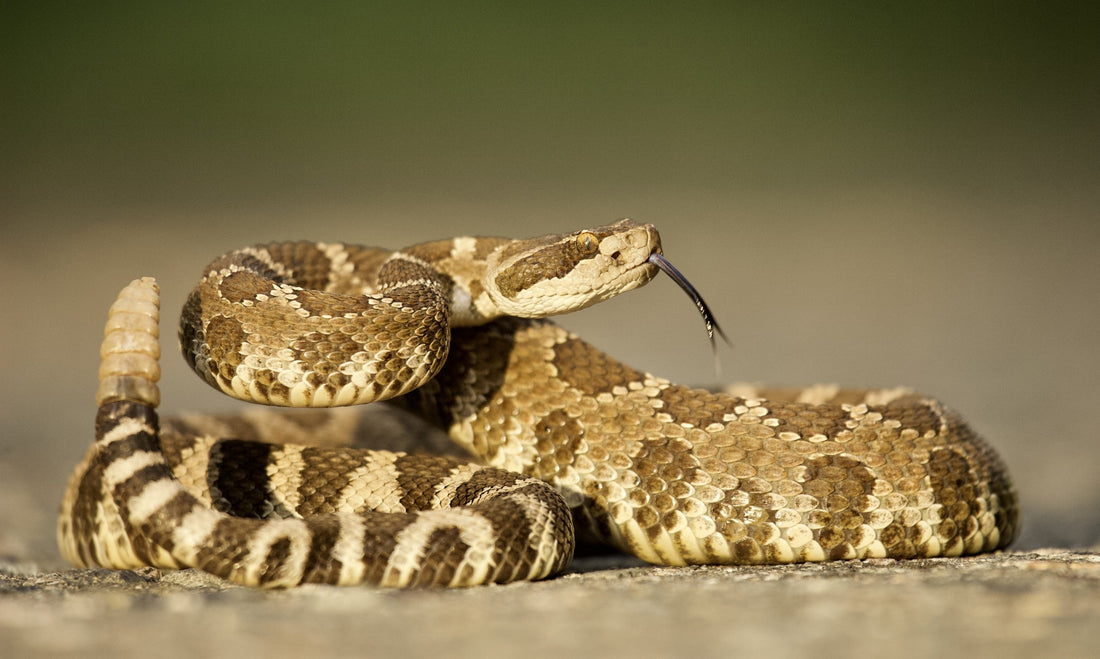 Environmental Hazard: Rattlesnake Venom