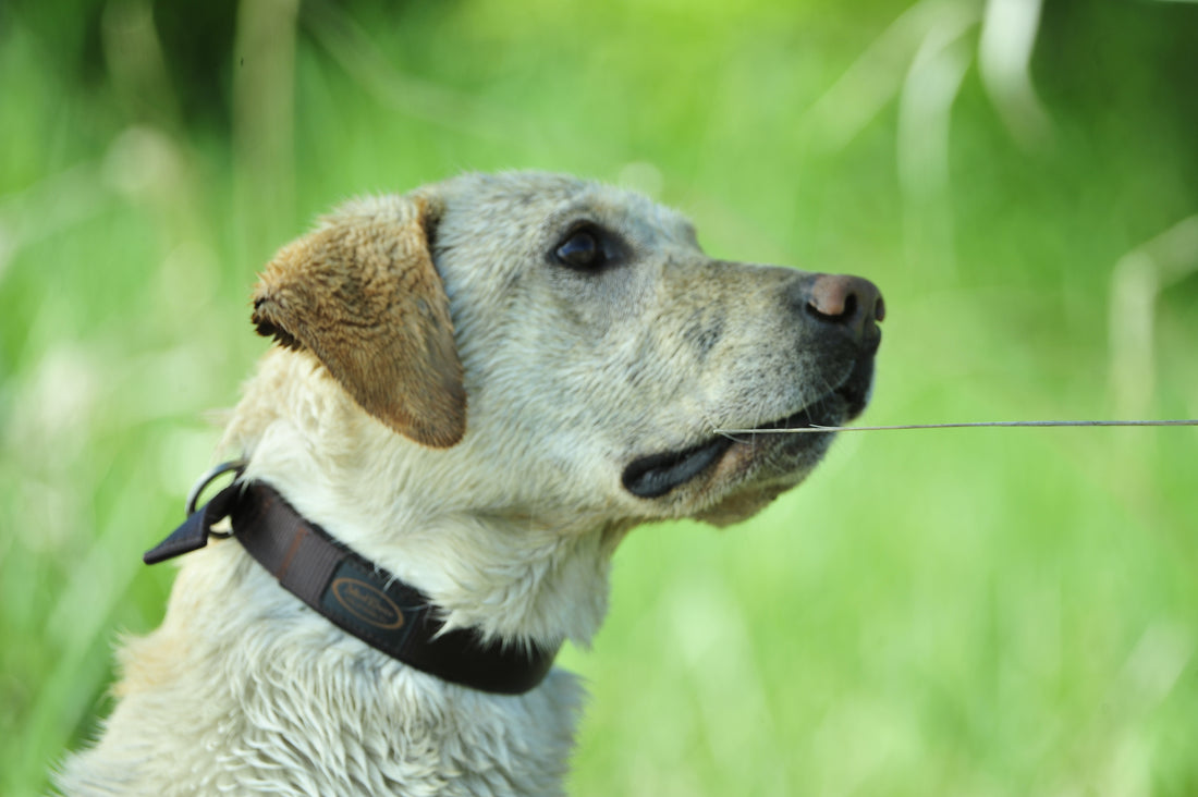 Inside the Canine Brain: Part II