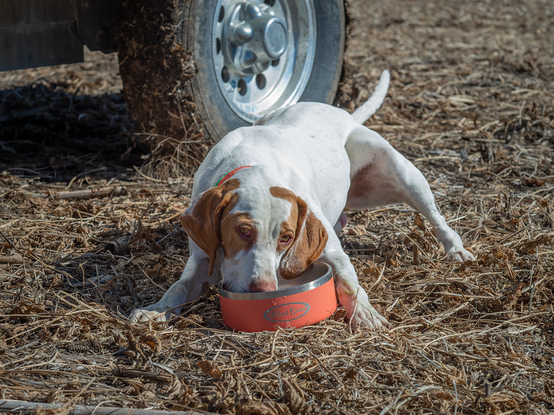 Dehydration in the Working Dog