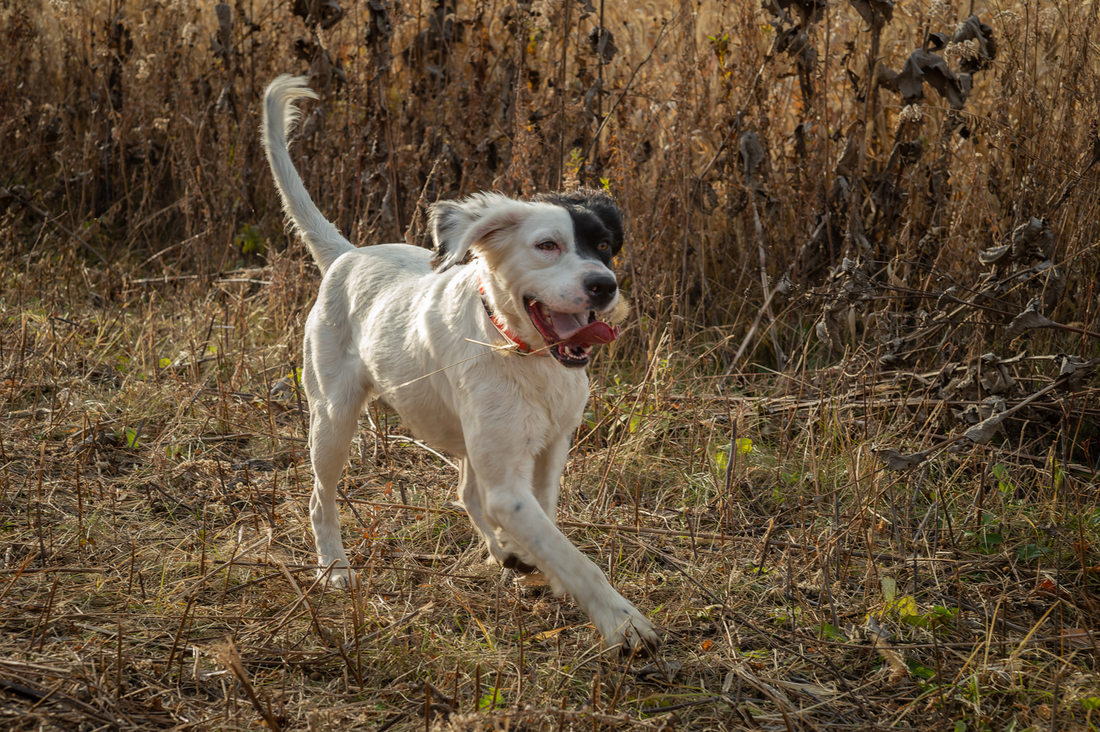 Mud River Pre-Season Conditioning for Hunting Dogs: Starting Slow and Staying Cool
