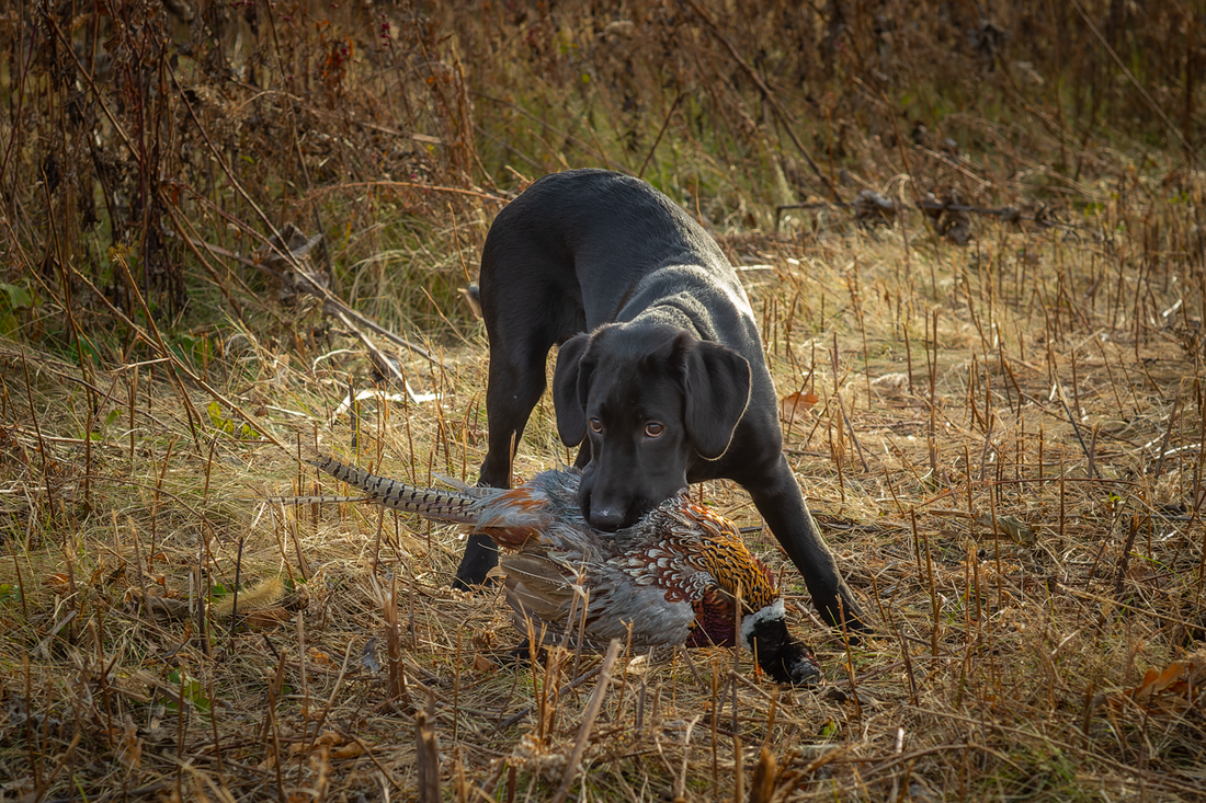 Canine Demodicosis