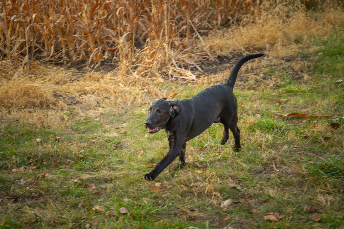 Growing Pains in Juvenile Large Breed Dogs