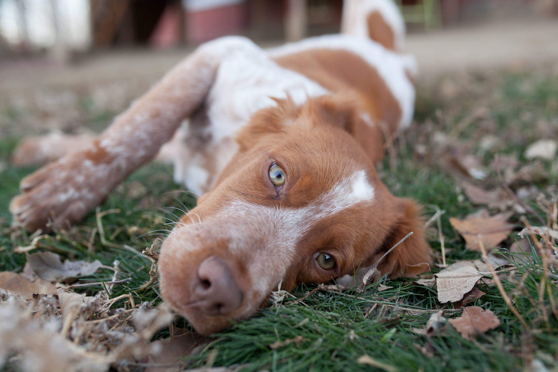 Lumps and Bumps: Warts in a Puppy’s Mouth