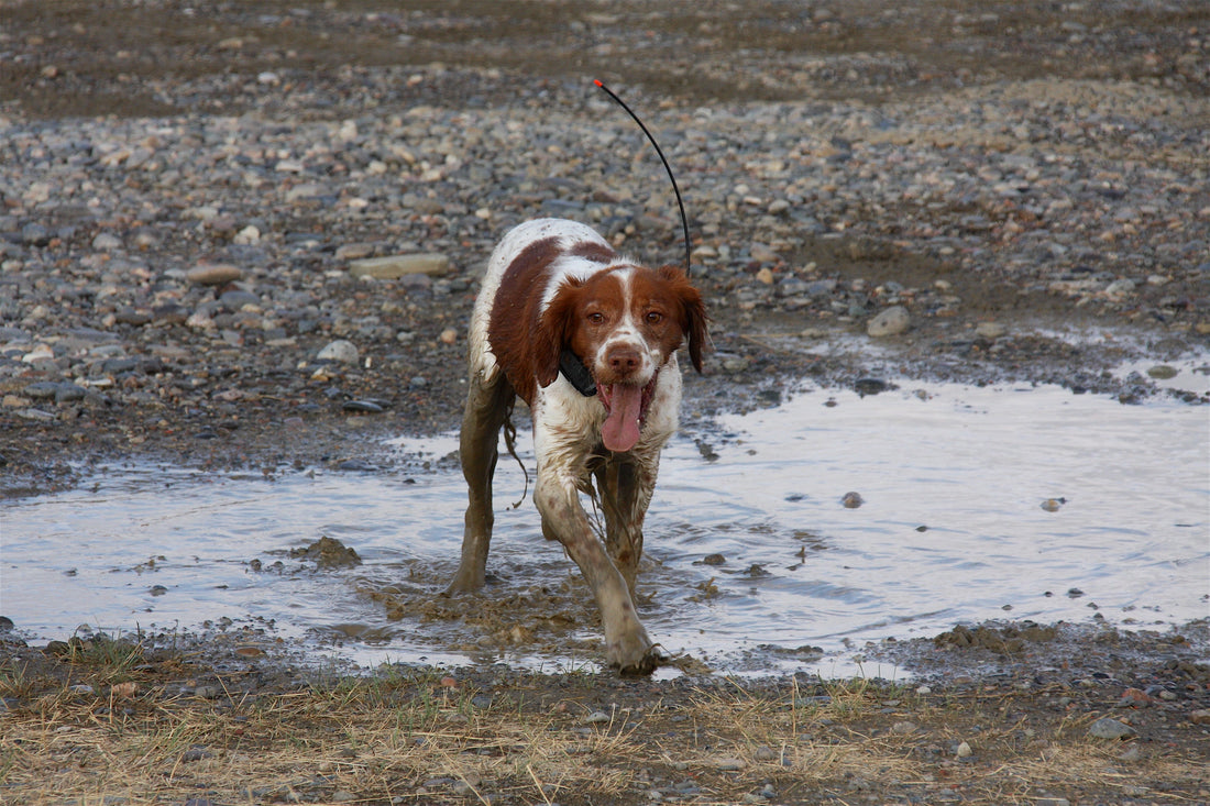 Fat Could Heal Your Dog