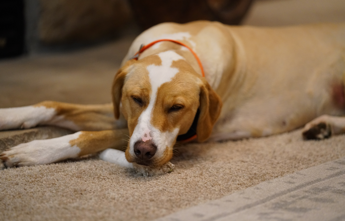 Bizarre Behaviors & Canine Compulsive Disorder