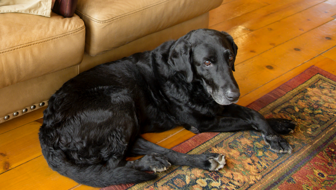 Not So Sweet: Sugar Substitute Caution - Xylitol