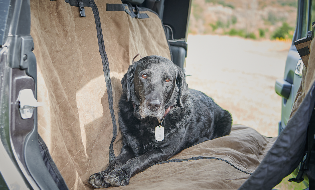 Big Hearted Companions