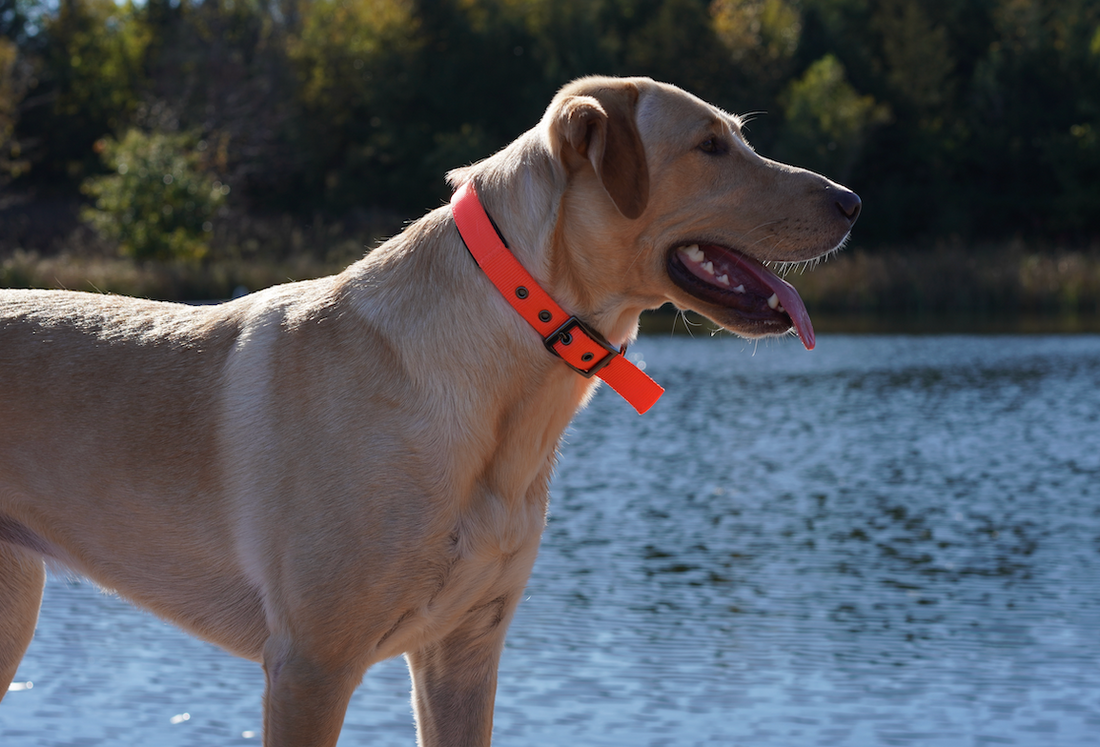 Inside the Canine Brain: Part I