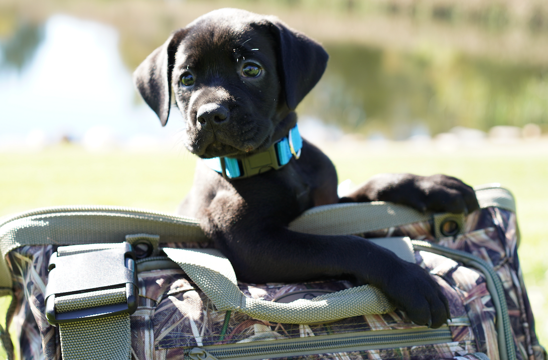 Canine Hip Dysplasia