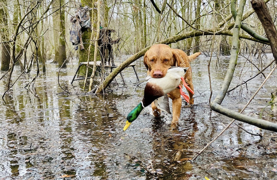 Paralysis: Dogs in the Woods at High Risk