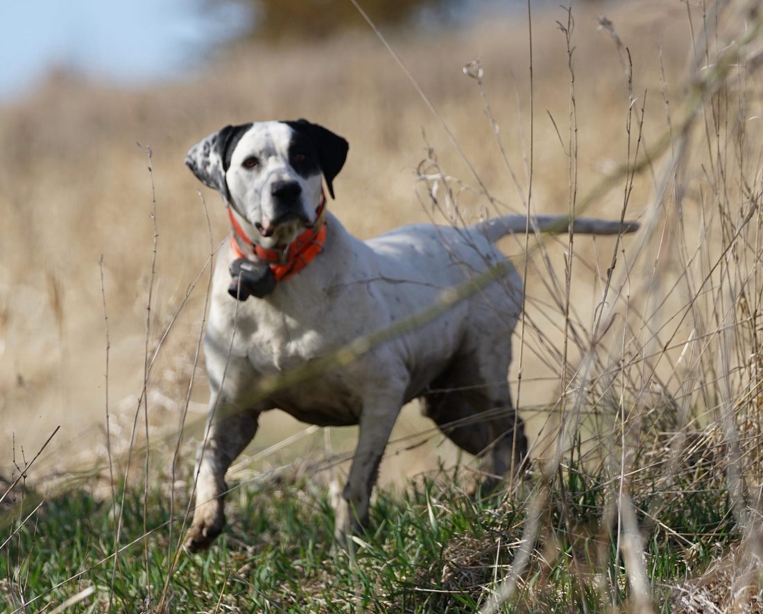 Growing Old With Your Dog
