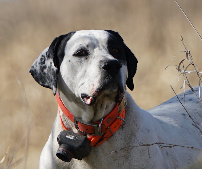 Weighing In on Pet Obesity: Easy Tips for Healthy Weight Management