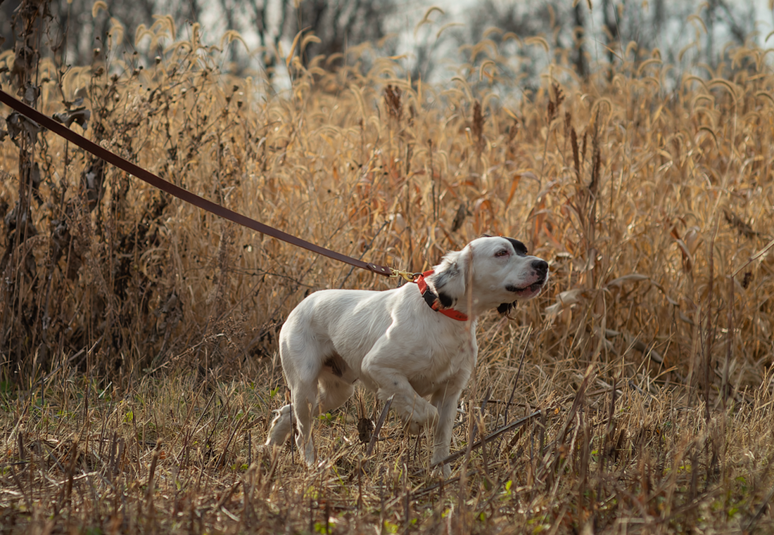 Mosquitoes Spread Disease to Dogs: What You Need-to-Know About Heartworms