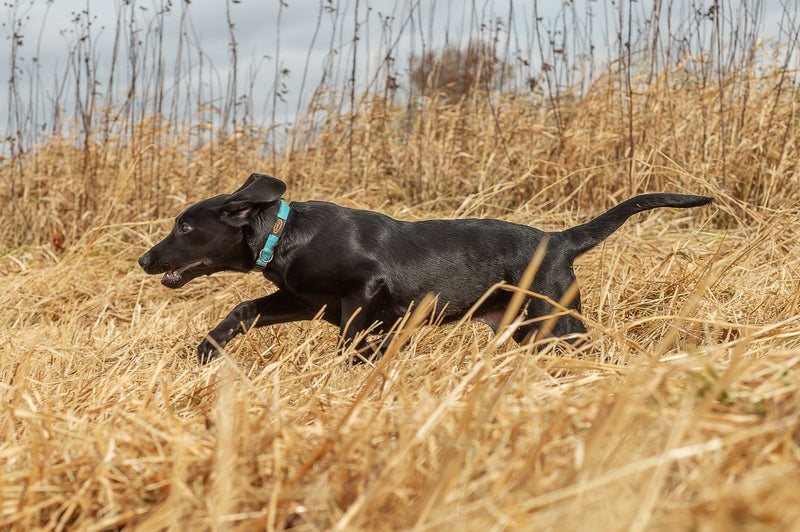 BASIC FIELD FIRST AID FOR HUNTING DOGS