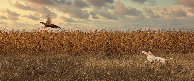 Head Into the Field with Boyt