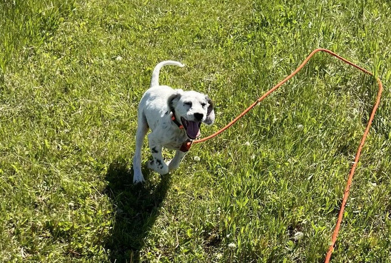 Six Essential Steps to Prepare Your Puppy for Field Training