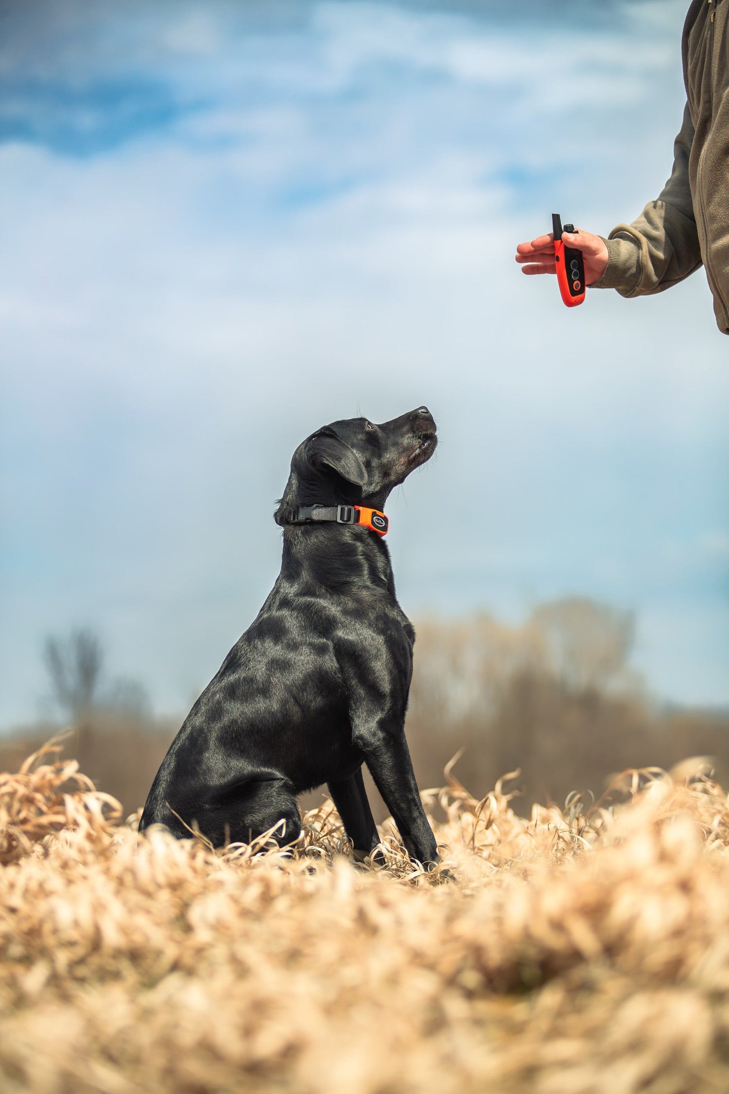 Collars & Leads