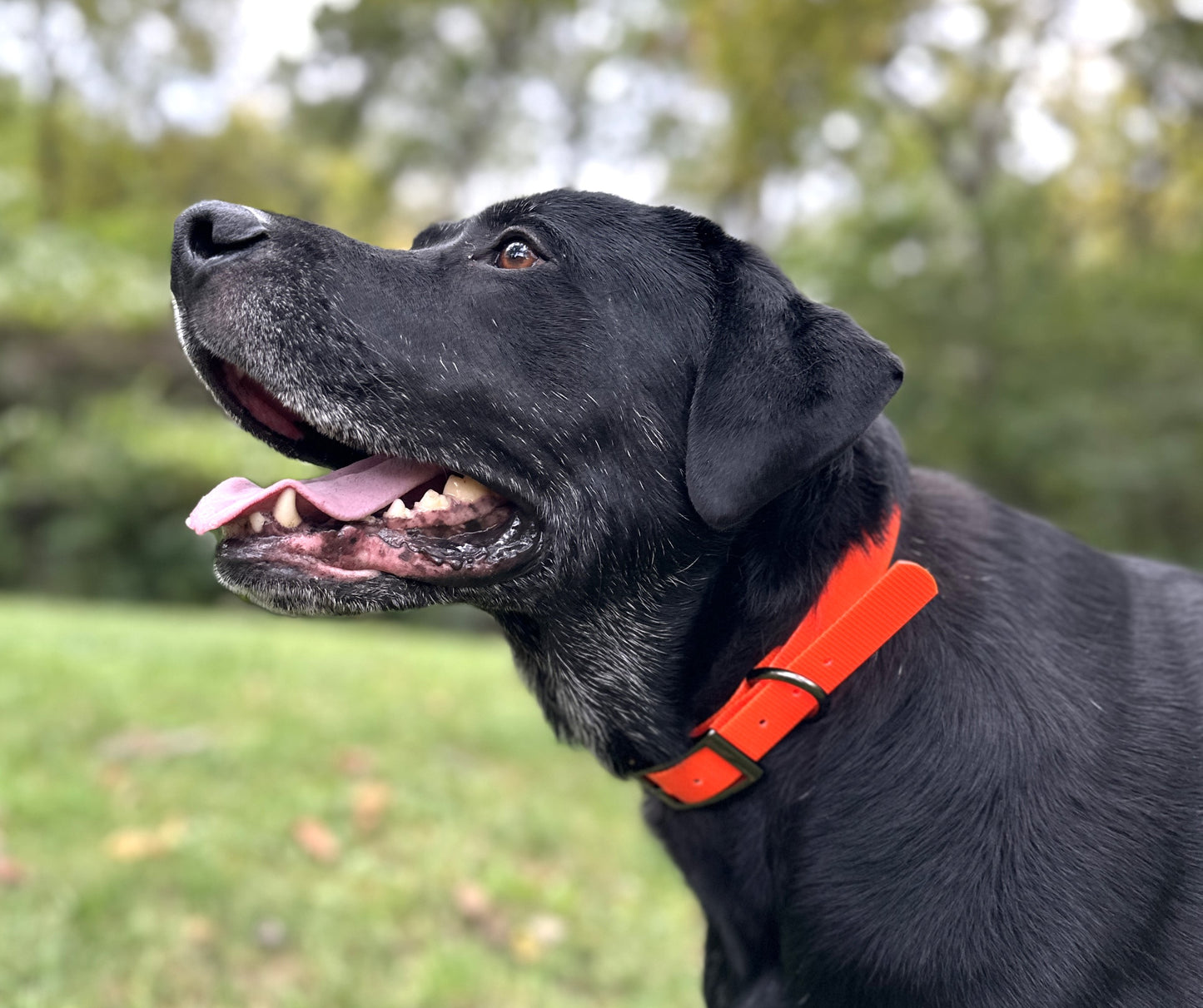 Fire Flex Dog Collar