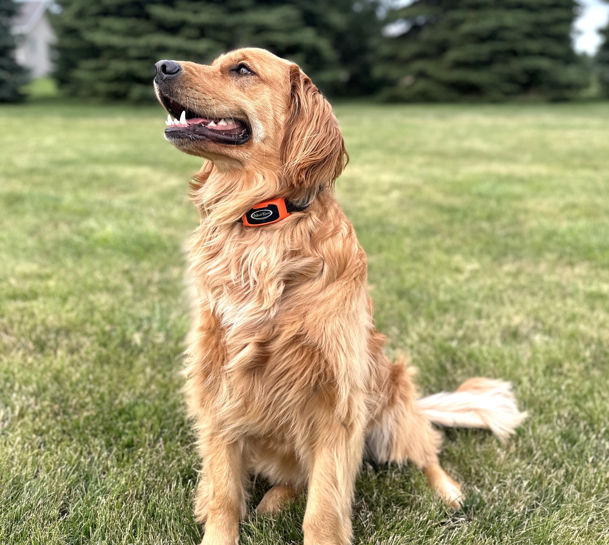 Dog Training E-Collar w/Remote – Boyt Harness