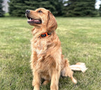 Dog Training E-Collar w/Remote